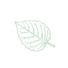 Decorative leaf